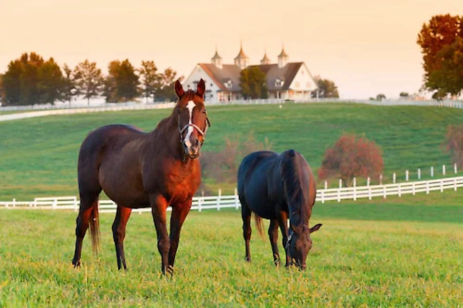 Papermoon Fototapete »Pferde auf Weide« günstig online kaufen