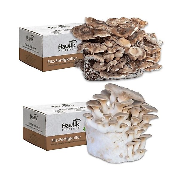 Hawlik Pilzbrut Pilzzuchtset-Bundle mit Bio Shiitake und Bio Kräuterseitlin günstig online kaufen