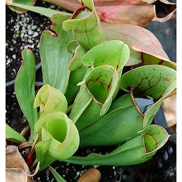 Fleischimanie - Sarracenia purpurea günstig online kaufen