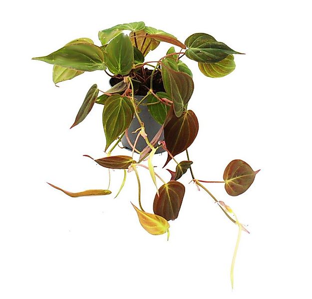 Exotenherz Zimmerpflanze Philodendron micans - Dunkler Kletternder Baumfreu günstig online kaufen