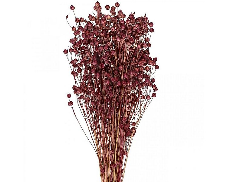 Trockenblume Trockengras Flachs Altrosa Boho-Deko 50-55cm 80g, Viana, Höhe günstig online kaufen