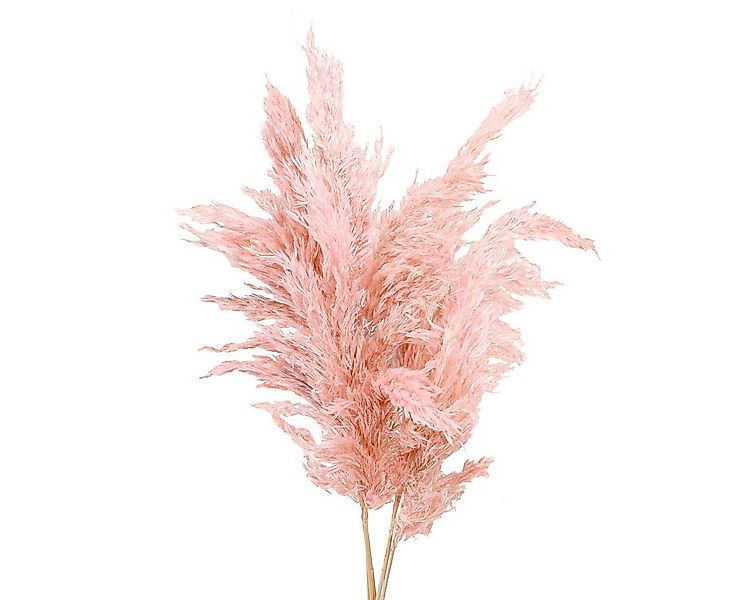 Trockenblume Pampasgras getrocknet Deko Trockenblumen als Blickfang, 6 Stüc günstig online kaufen