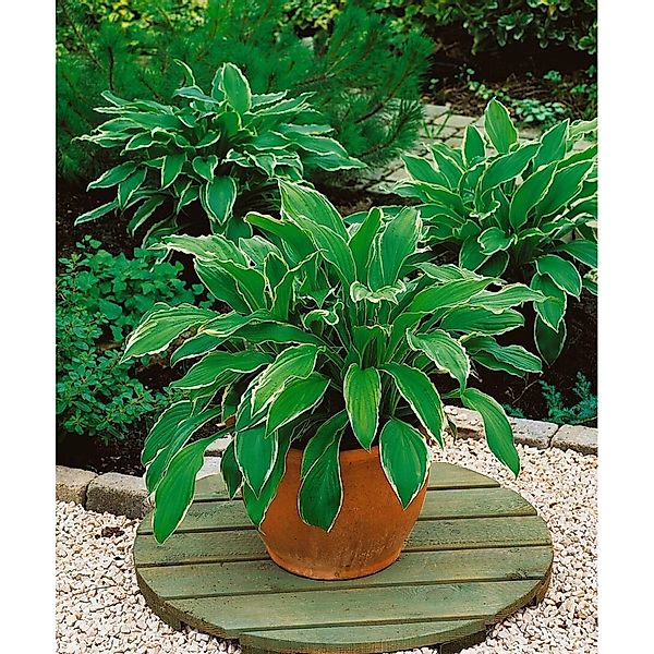 Hosta Undulata Albomarginata Funkie Ca. 11x11 cm Topf günstig online kaufen