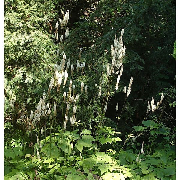 Lanzen Silberkerze - Actaea racemosa günstig online kaufen