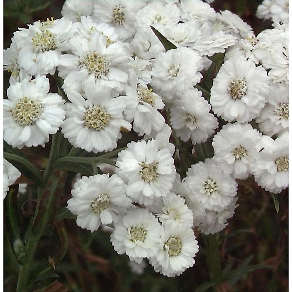 Sumpfschafgarbe - Achillea ptarmica günstig online kaufen