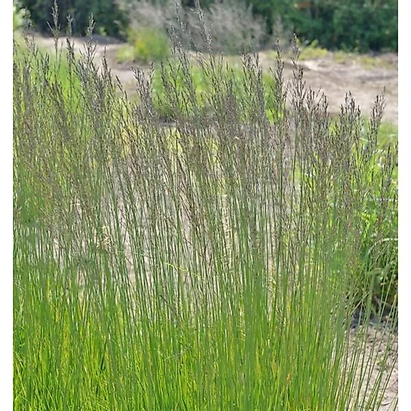 Riesen Pfeifengras Skyracer - großer Topf - Molinia arundinacea günstig online kaufen