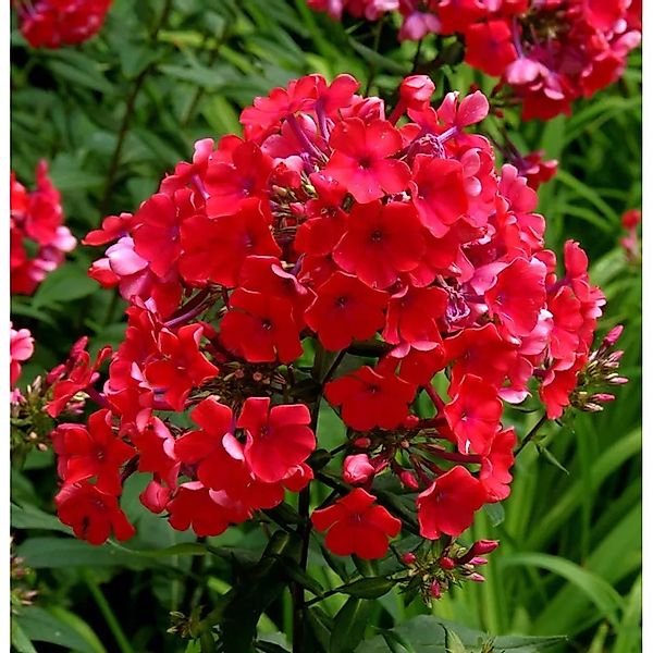 Hohe Flammenblume Red Riding Hood - Phlox paniculata günstig online kaufen