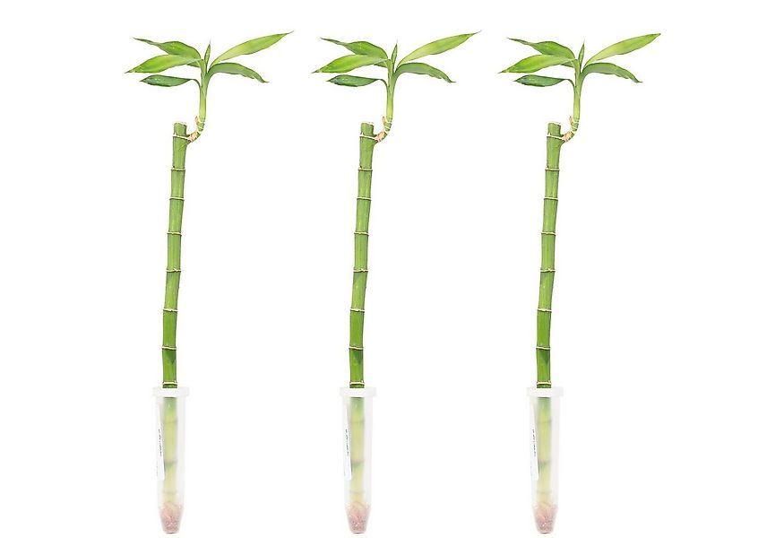 Flowerbox Zimmerpflanze Glücksbambus "Lucky Bamboo" gerader Stengel 3er-Set günstig online kaufen