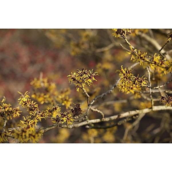 Hamamelis Intermedia Westerstede Zaubernuss Gelb 60–80 cm günstig online kaufen