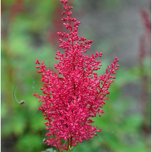 Prachtspiere Red Sentinel - Astilbe japonica günstig online kaufen