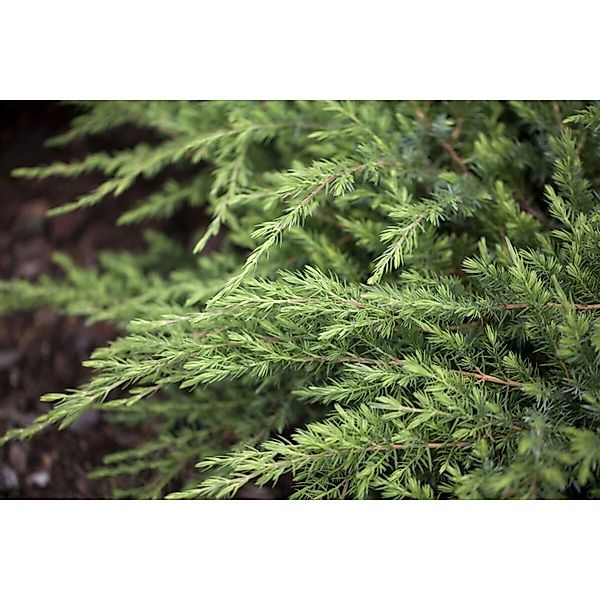 Juniperus Conferta Schlager Japanischer Kriechwacholder 20–30 cm günstig online kaufen
