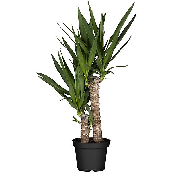 GROW by OBI Palmlilie 2er Stamm Topf Ø ca. 17 cm günstig online kaufen