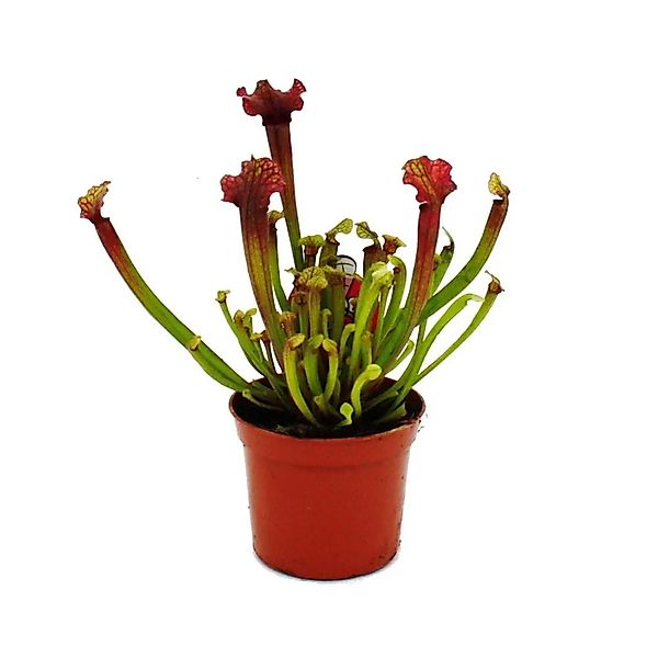 Exotenherz Zimmerpflanze Schlauchpflanze Sarracenia "Judith" Fleischfressen günstig online kaufen