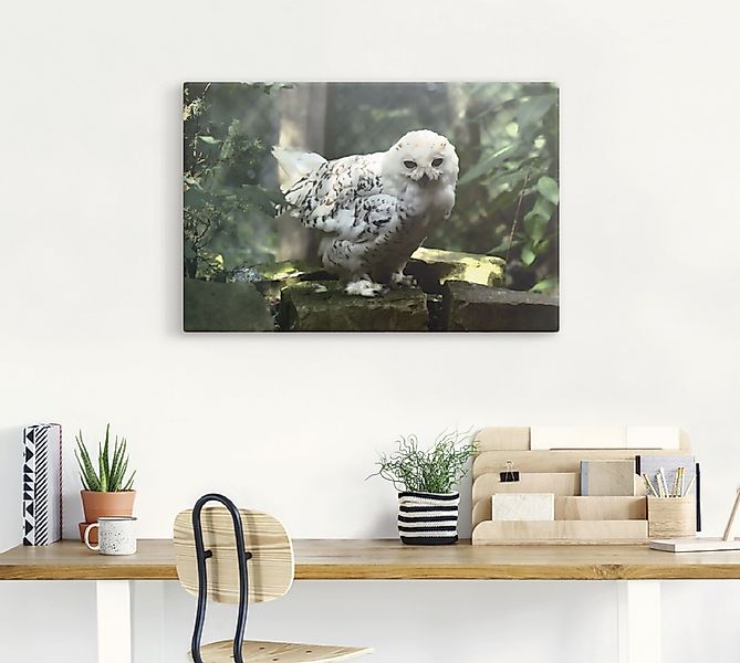 Artland Leinwandbild »Schneeeule«, Vögel, (1 St.), auf Keilrahmen gespannt günstig online kaufen