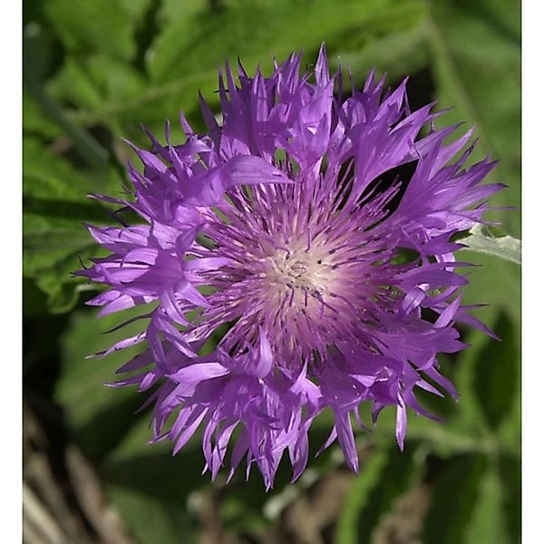 Flockenblume - Centaurea dealbata günstig online kaufen