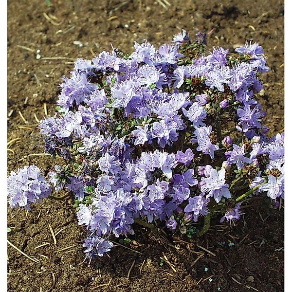 Aufstrebende Rhododendron Intrifast 20-25cm - Rhododendron fastigatum günstig online kaufen