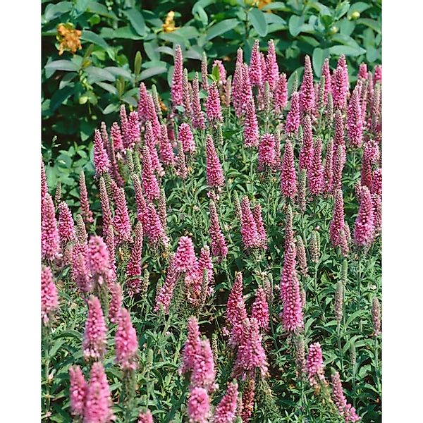 Veronica Spicata Heidekind Ähriger Ehrenpreis Ca. 9x9 cm Topf günstig online kaufen