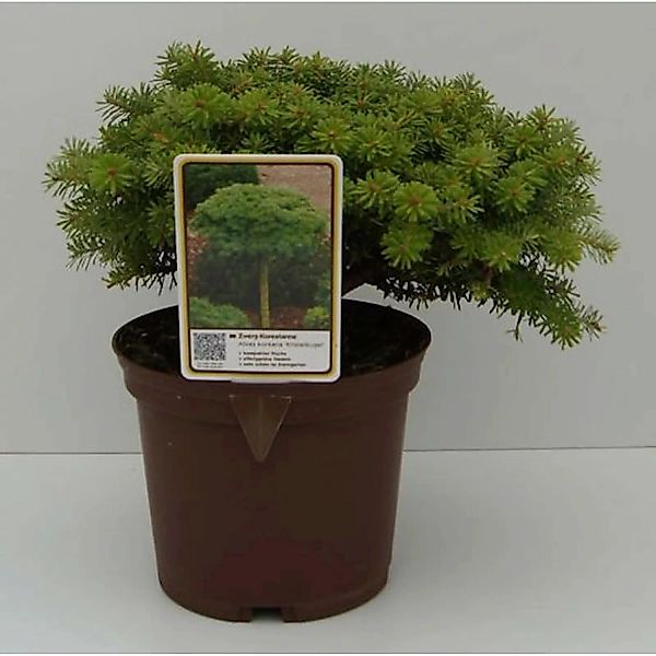 Koreatanne Kristalkugel 15-20cm - Abies koreana günstig online kaufen