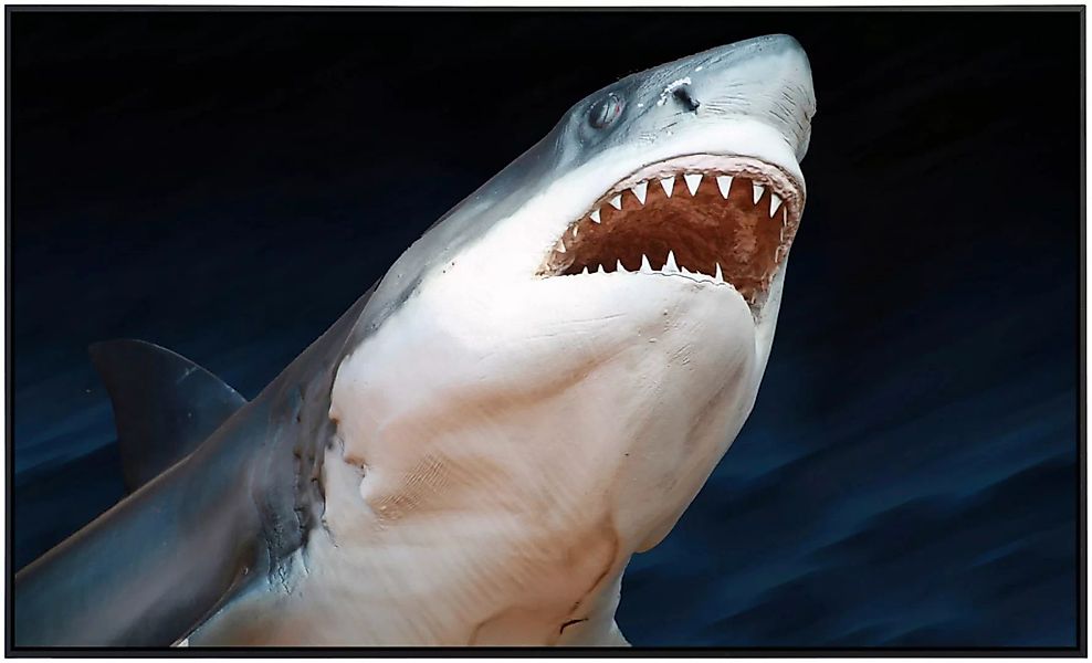 Papermoon Infrarotheizung »Weißer Hai« günstig online kaufen