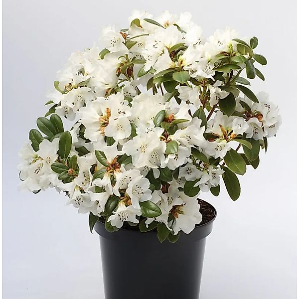 Duftende Rhododendron Snow Lady 30-40cm - Rhododendron,eucaspis günstig online kaufen