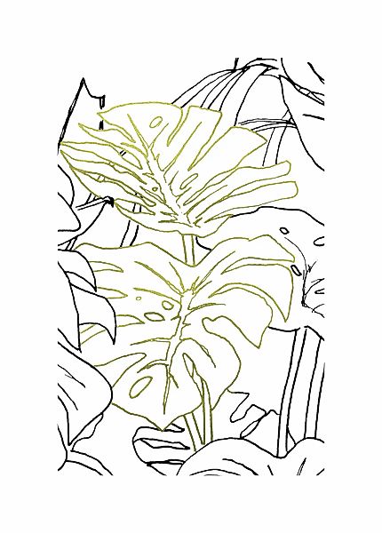Komar Bild "Monstera Borsigiana", Natur, (1 St.), Wandbild zur Dekoration - günstig online kaufen