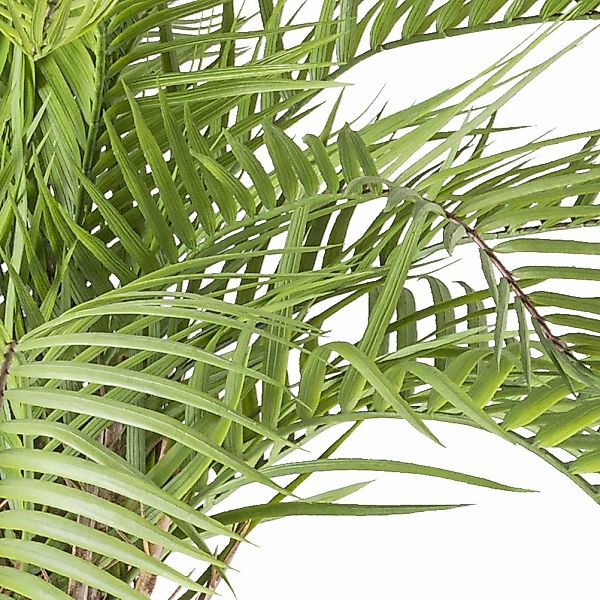 Creativ green Kunstpalme »Macauba Palme« mit hohem Stamm günstig online kaufen