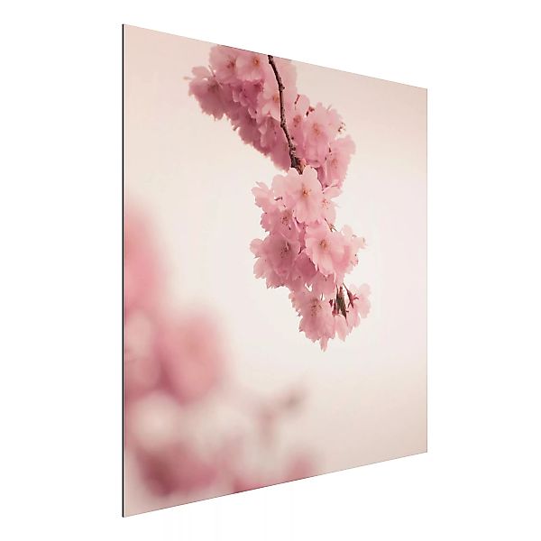 Alu-Dibond Bild Zartrosane Frühlingsblüte mit Bokeh günstig online kaufen