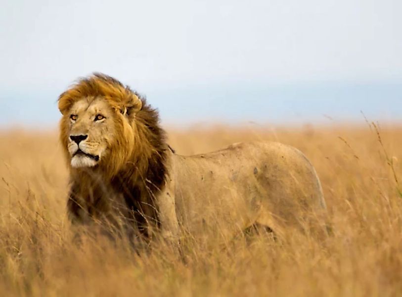 Papermoon Fototapete »Lion in Masai Mara Kenya« günstig online kaufen