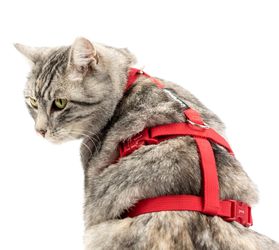 Beroni Sicherheitsgeschirr Katzengeschirr Safety Harness Classic günstig online kaufen