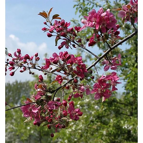 Zierapfel Scarlet 80-100cm - Malus Hybride günstig online kaufen