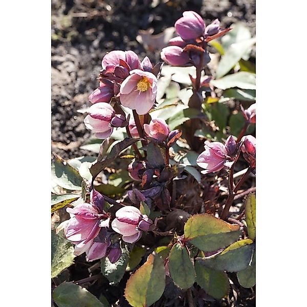 Helleborus Pink Frost 2-3 Liter Container günstig online kaufen
