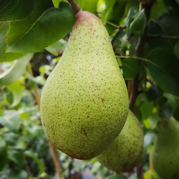Birne Gräfin v. Paris 100 - 120 cm Pyrus communis günstig online kaufen