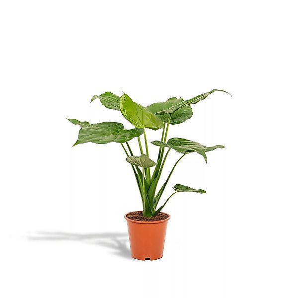 Hello Plants | Alocasia Cucullata günstig online kaufen
