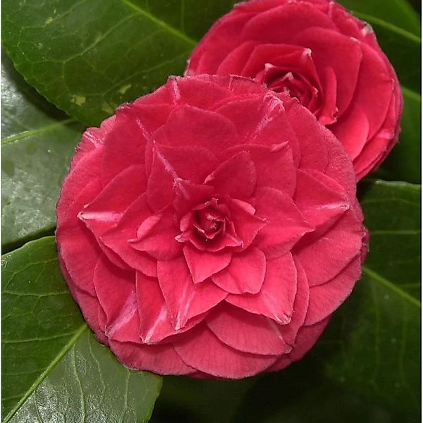 Kamelie Curly Lady 40-60cm - Camellia japonica günstig online kaufen