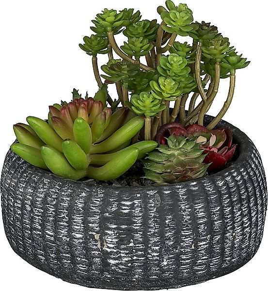 Kunstpflanze Sukkulentenarrangement, Creativ green, Höhe 16 cm, mit trendig günstig online kaufen