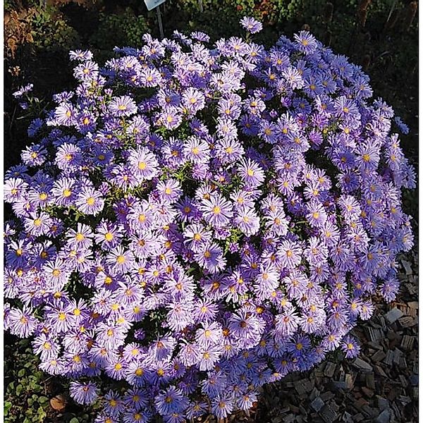 Kissenaster Lady in Blue - Aster dumosus günstig online kaufen