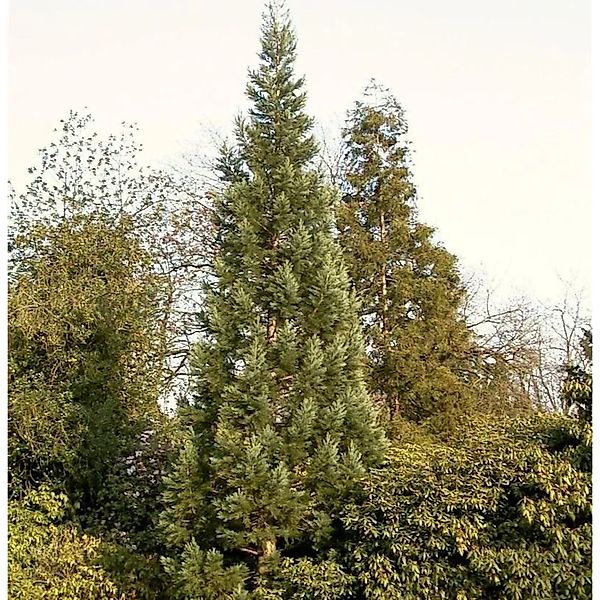 Blauer Kalifornischer Mammutbaum 60-80cm - Sequoiadendron giganteum günstig online kaufen