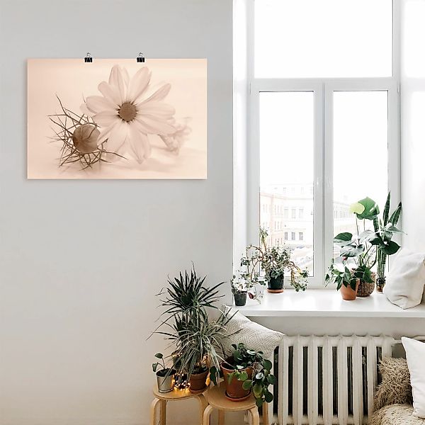 Artland Wandbild "Chrysantheme", Blumen, (1 St.), als Alubild, Outdoorbild, günstig online kaufen