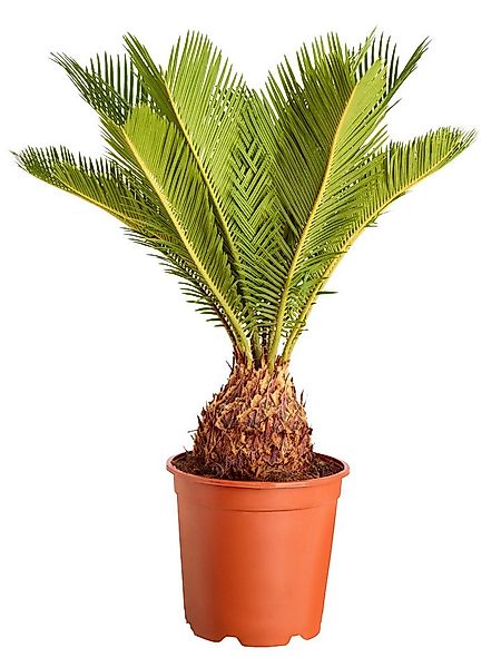 Dehner Zimmerpflanze Sagopalmfarn, Cycas revoluta, Urpflanze, Palmfarn mit günstig online kaufen