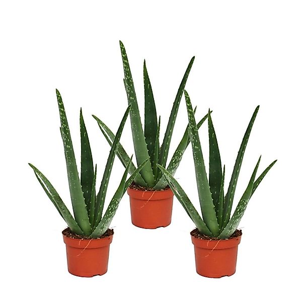 Exotenherz Sukkulente 3er Set - Aloe vera - ca. 2 Jahre alt - 10,5cm Topf günstig online kaufen