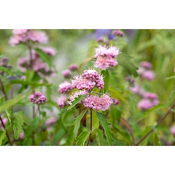 Caryopteris Clandonensis Bartblume Pink Perfection 40-60 cm günstig online kaufen