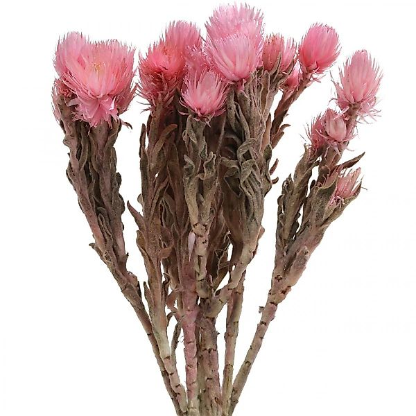 Trockenblume Trockenblumen Rosa Strohblumen Capblumen H30cm günstig online kaufen