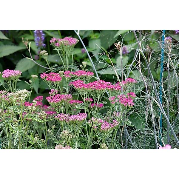Achillea Millefolium Cassis Schafgarbe Ca. 9x9 cm Topf günstig online kaufen