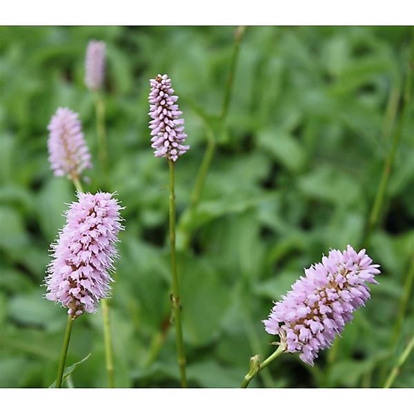 Bistorta Officinalis Schlangenknöterich Ca. 9x9 cm Topf günstig online kaufen