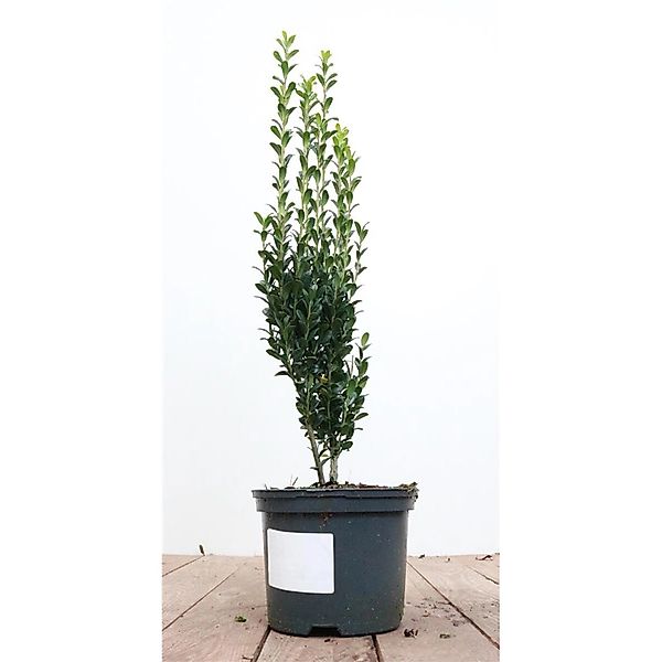 Ilex crenata 'Fastigiata' 30-40 cm günstig online kaufen
