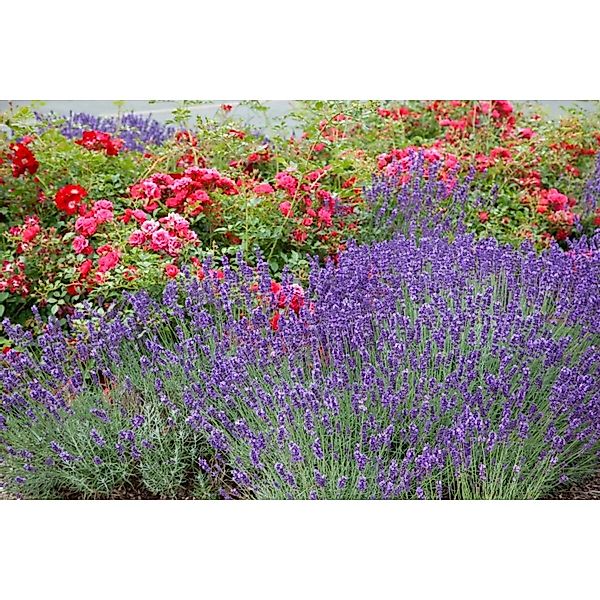 Lavandula X Intermedia Grosso Lavendel Ca. 9x9 cm Topf günstig online kaufen