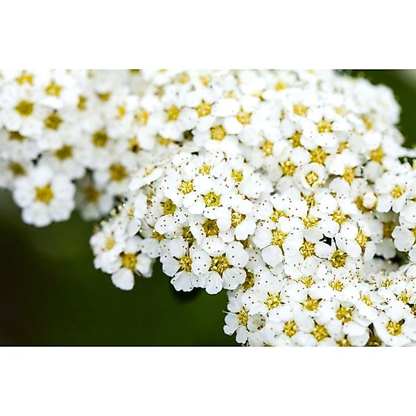 Spiraea Arguta Brautspiere Weiß 80–100 cm günstig online kaufen