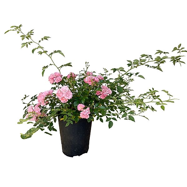 Baumfink Bodendeckerrose The Fairy im Topf günstig online kaufen
