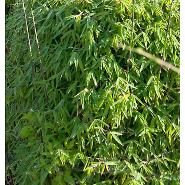 Gartenbambus Black Cherry 60-80cm - Fargesia speciosa günstig online kaufen