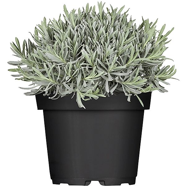 GROW by OBI Echter Lavendel Blau Topf-Ø ca. 13 cm Lavandula günstig online kaufen